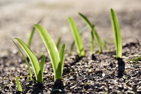 Agribusiness-Plants-sprouting-closeup.jpg