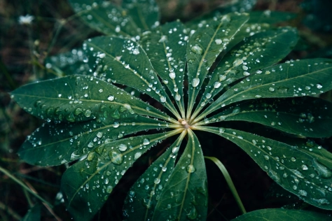 Nature - Plant - Jungle - ESG/Sustainability